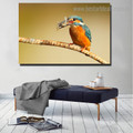 Multicoloured Kingfisher Bird Nature Modern Framed Painting Photo Canvas Print for Room Wall Outfit