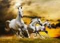 White Horses Contemporary Animal Picture Canvas Print