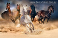 White Horses Modern Animal Painting Print