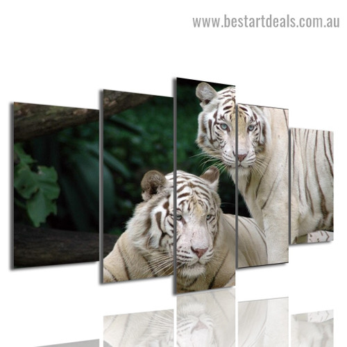 White Safari Tiger Animal Landscape Modern Artwork Photo Canvas Print for Room Wall Ornament