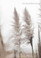 Reed Nature Contemporary Framed Artwork Picture Canvas Print