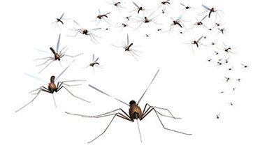 Are CO2 Mosquito Traps Worthy Of The Buzz? Are CO2 Mosquito Traps Worthy Of The Buzz?