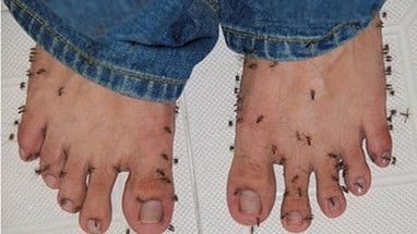 How to choose the best mosquito traps for indoors