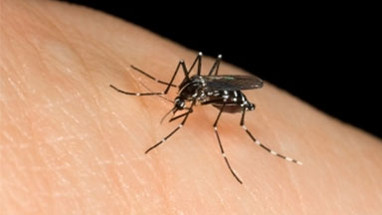 Keep Mosquitoes Out Of Your Home
