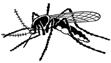 23 Scary Mosquito Facts You Need To Know 23 Scary Mosquito Facts You Need To Know