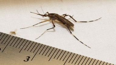 Meet These Big Mosquitoes Meet These Big Mosquitoes