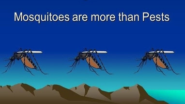 Travel Tips For Avoiding Mosquitoes Travel Tips For Avoiding Mosquitoes