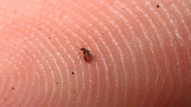 Are Megacatch Mosquito Traps Effective Are Megacatch Mosquito Traps Effective