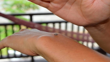 Mosquito Attraction For Different People Mosquito Attraction For Different People