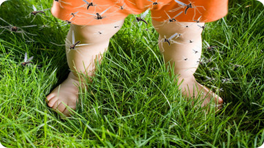 Mosquito Diseases Borne In The USA