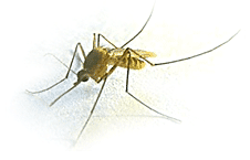 labresultsmosquito.gif