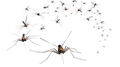 Are CO2 Mosquito Traps Worthy Of The Buzz? - Megacatch