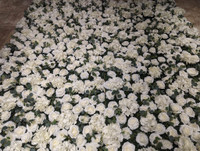 WHITE IVORY ROSES WITH GREENERY FLOWER WALL | FLOWER WALL | ROSE FLOWER WALL 