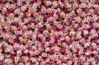 HOT PINK FUCHSIA ROSE FLOWER WALL | FLOWER WALL | HOT PINK FUCHSIA ROSES