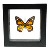 Real Monarch Butterfly Danaus plexippusTaxidermy Frame with Double Sided Glass - Small 5"x5" Lepidoptera