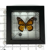 Real Monarch Butterfly Danaus plexippusTaxidermy Frame with Double Sided Glass - Small 5"x5" Lepidoptera