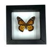 Real Monarch Butterfly Danaus plexippusTaxidermy Frame with Double Sided Glass - Small 5"x5" Lepidoptera
