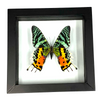Real Sunset Moth Butterfly Taxidermy Frame with Double Sided Glass - 6"x 6" : ‎C. rhipheus : ‎Uraniidae‎: ‎Chrysiridia : Urania Peru