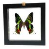Real Sunset Moth Butterfly Taxidermy Frame with Double Sided Glass - 6"x 6" : ‎C. rhipheus : ‎Uraniidae‎: ‎Chrysiridia : Urania Peru