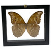 Real Butterfly Blue Morpho Didius Lepidoptera Taxidermy Frame with Double Sided Glass 6.5" x 7.75" Real Butterfly Blue Morpho Didius Lepidoptera Taxidermy Frame with Double Sided Glass 6.5" x 7.75"