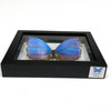 Real Butterfly Blue Morpho Didius Lepidoptera Taxidermy Frame with Double Sided Glass 6.5" x 7.75" Real Butterfly Blue Morpho Didius Lepidoptera Taxidermy Frame with Double Sided Glass 6.5" x 7.75"