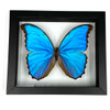 Real Butterfly Blue Morpho Didius Lepidoptera Taxidermy Frame with Double Sided Glass 6.5" x 7.75" Real Butterfly Blue Morpho Didius Lepidoptera Taxidermy Frame with Double Sided Glass 6.5" x 7.75"