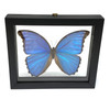 Real Butterfly Blue Morpho Didius Lepidoptera Taxidermy Frame with Double Sided Glass 6.5" x 7.75" Real Butterfly Blue Morpho Didius Lepidoptera Taxidermy Frame with Double Sided Glass 6.5" x 7.75"
