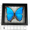 Real Butterfly Blue Morpho Didius Lepidoptera Taxidermy Frame with Double Sided Glass 6.5" x 7.75" Real Butterfly Blue Morpho Didius Lepidoptera Taxidermy Frame with Double Sided Glass 6.5" x 7.75"