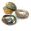 Sacred Abalone Shell 4"-7" 1 Count