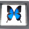 Real Papiliondae  Butterfly  Taxidermy Frame with Double Sided Glass - 6.75"x7.5"