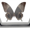 Real Papiliondae  Butterfly  Taxidermy Frame with Double Sided Glass - 6.75"x7.5"
