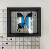 Real Papiliondae  Butterfly  Taxidermy Frame with Double Sided Glass - 6.75"x7.5"