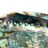 Sacred Abalone Shell 6"-7" 1 Count