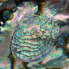 Sacred Abalone Shell 6"-7" 1 Count