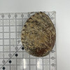 Sacred Abalone Shell 6"-7" 1 Count