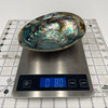 Sacred Abalone Shell 6"-7" 1 Count