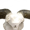 Rustic Steer Skull 16" x 12"