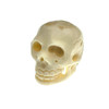 White Skull Carved from Bone .75"x 1.15"