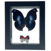 Real 2 Piece Butterfly Taxidermy Frame with Double Sided Glass - 4.75" x 5.75"