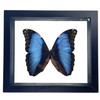 Real Morpho Deidamia Butterfly Taxidermy Framed with Double Sided Glass - 8"x7"