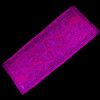 UV Reactive Paisley Pashmina - Purples