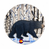 Colorado Snowy Bear Magnet 1 Count