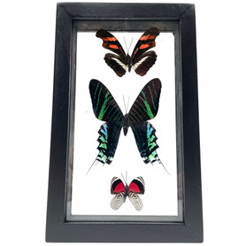 Real 3 Piece Butterfly  Taxidermy Frame with Double Sided Glass - 4.5" x7.5"