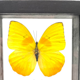 Real 5 Piece Butterfly  Taxidermy Frame with Double Sided Glass - 4.5" x 12.5"