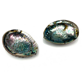 Sacred Abalone Shell 6"-7" 1 Count