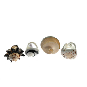 Real Sea Shell Ring 1 Assorted