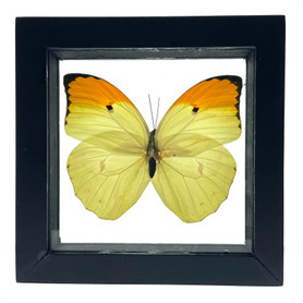 Real 1 Piece Butterfly Taxidermy Frame with Double Sided Glass - 4.75" x 4.75"