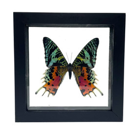 Real Urania Ripheus Butterfly Taxidermy Frame with Double Sided Glass
