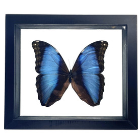 Real Morpho Deidamia Butterfly Taxidermy Framed with Double Sided Glass - 8"x7"