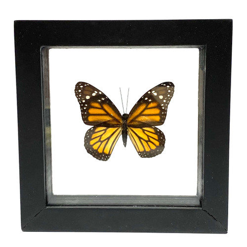 Real Monarch Butterfly Danaus plexippusTaxidermy Frame with Double Sided Glass - Small 5"x5" Lepidoptera Real Monarch Butterfly Danaus plexippusTaxidermy Frame with Double Sided Glass - Small 5"x5" Lepidoptera